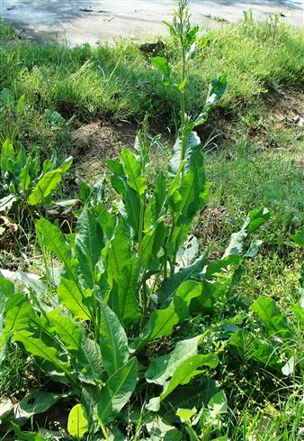 Rumex punjabensis
